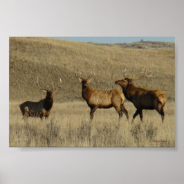 Póster E38 Bulls jóvenes de Elk