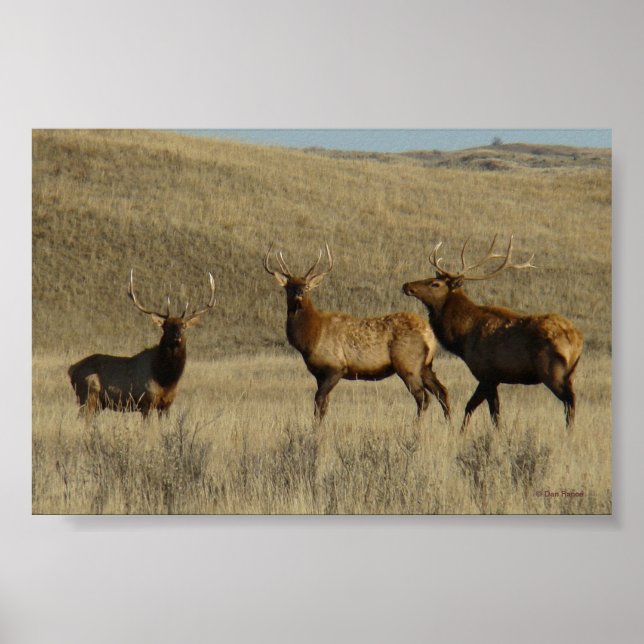 Póster E38 Bulls jóvenes de Elk (Frente)