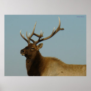 Póster E42 Joven Toro Alce