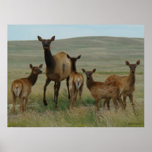 Póster E44 Alce hembra y crías