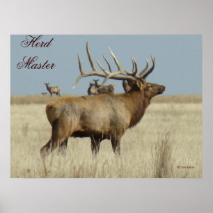 Póster E4 Bull Elk Herd Master