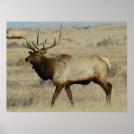Póster E55 Alce Toro