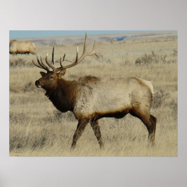 Póster E55 Alce Toro (Frente)