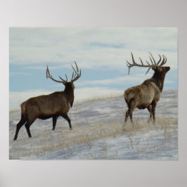 Póster E57 Bull Elk Lucky 13 Bull