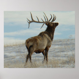 Póster E58 Bull Elk Lucky 13 Bull