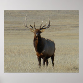 Póster E59 Alce Toro