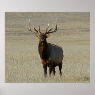 Póster E59 Alce Toro