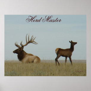 Póster E5 Alce Toro y Cría