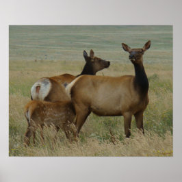 Póster E61 Alce hembra y cría
