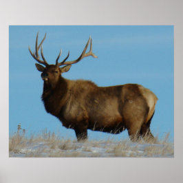 Póster E62 Alce Toro Silueteado en el Cielo