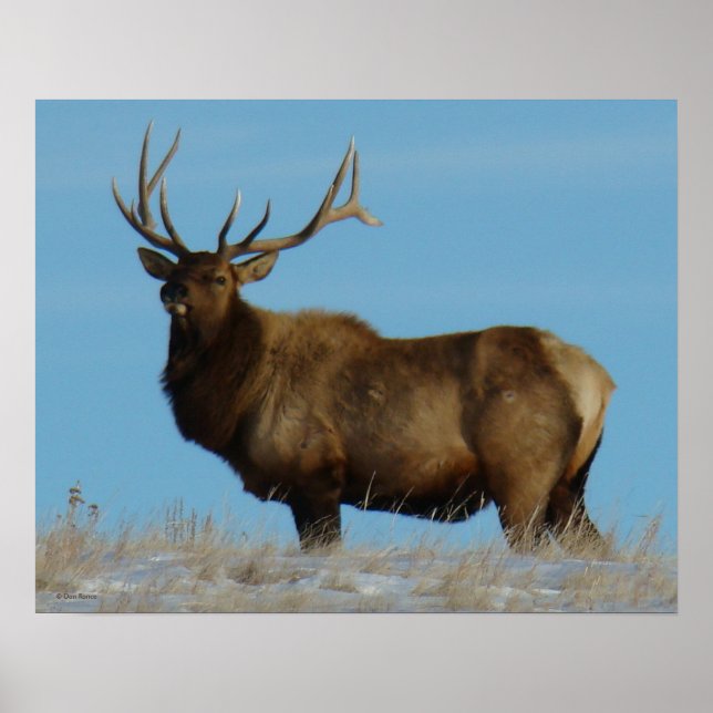 Póster E62 Alce Toro Silueteado en el Cielo (Frente)