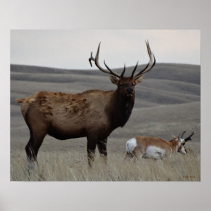 Póster E63 Toro Alce y Antílope Berrendo