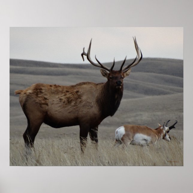 Póster E63 Toro Alce y Antílope Berrendo (Frente)
