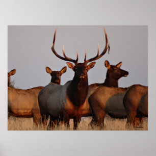 Póster E66 Alce toro y vacas