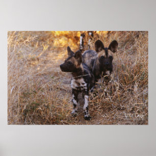 Poster e impresión de perros salvajes