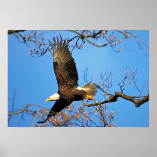 Póster Eagle calvo