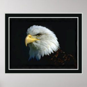 Póster Eagle calvo americano