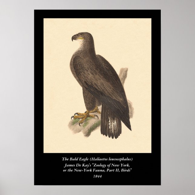 Póster Eagle calvo (leucocephalus de Haliaetos) (Frente)