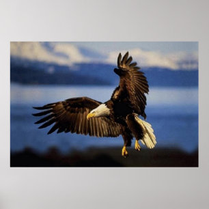Póster Eagle calvo que aterriza el poster