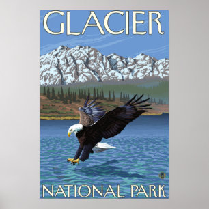 Póster Eagle calvo que se zambulle - Parque Nacional