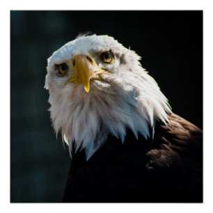 Póster Eagle curioso