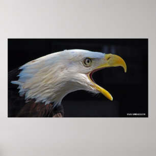 Póster Eagle de griterío enorme