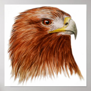 Póster Eagle de oro 2011