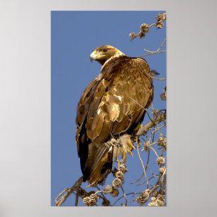 Póster Eagle de oro en Yellowstone
