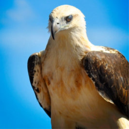 Póster Eagle Design Motivation Inspirador Poster