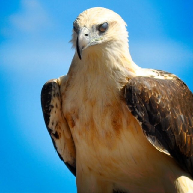 Póster Eagle Design Motivation Inspirador Poster (Subido por el creador)