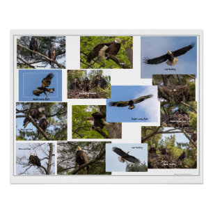 Póster Eagle Family Life