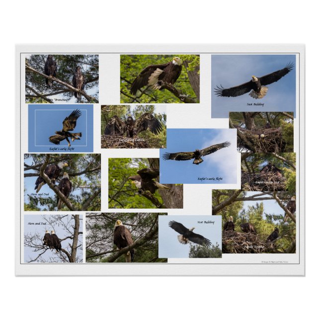 Póster Eagle Family Life (Anverso)