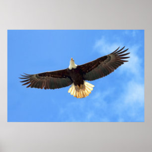 Póster Eagle Flying