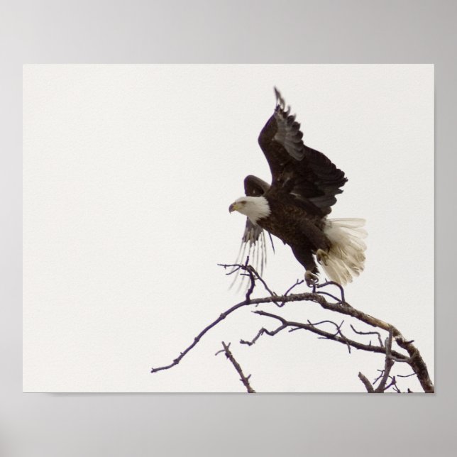 Póster Eagle in flight (Frente)