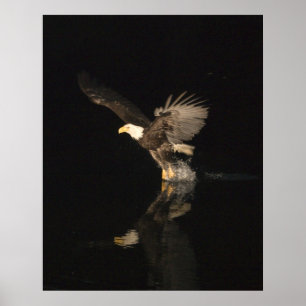 PÓSTER EAGLE NOCTURNA
