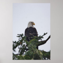 Póster Eagle on tree top picture