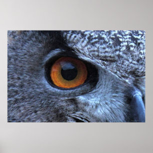 Póster Eagle Owl Eye Poster -36x24 -other sizes available