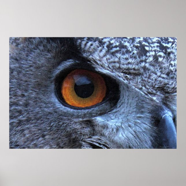 Póster Eagle Owl Eye Poster -36x24 -other sizes available (Frente)
