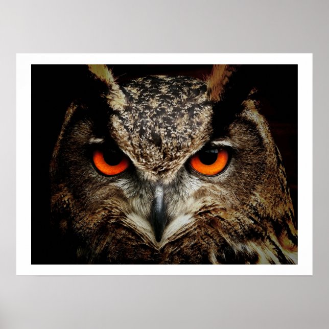 Póster Eagle Owl Eyes Poster (Frente)
