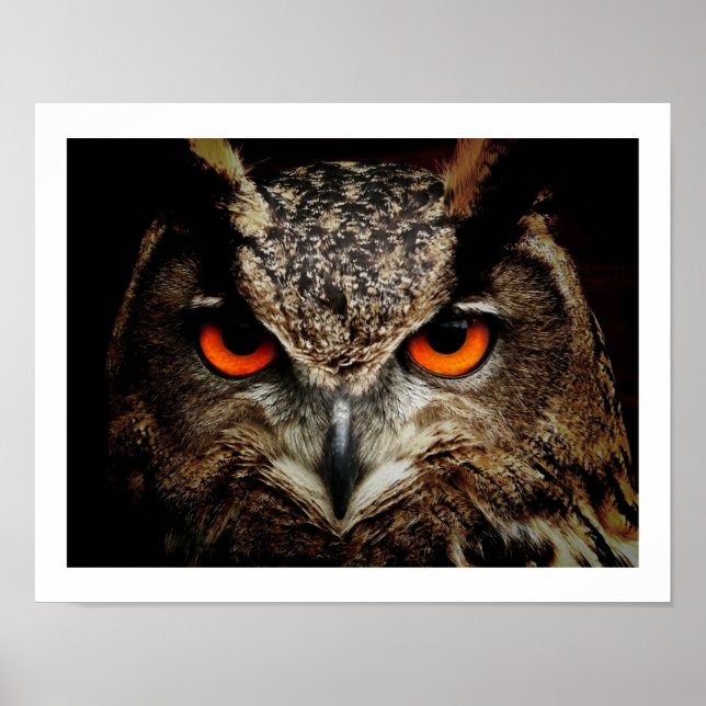Póster Eagle Owl Eyes Poster (Frente)