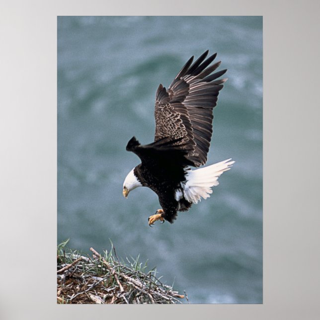Póster Eagle Poster (Frente)