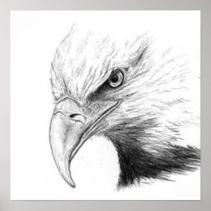 PÓSTER EAGLE SKETCH
