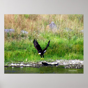 Póster Eagle Swooping