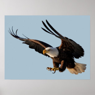 Póster Eagle Swooping Down Poster