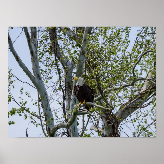 Póster Eagle Watch (Frente)