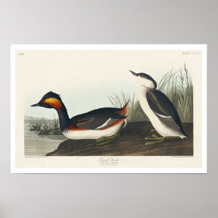 Póster Eared Grebe de Audubon Poster