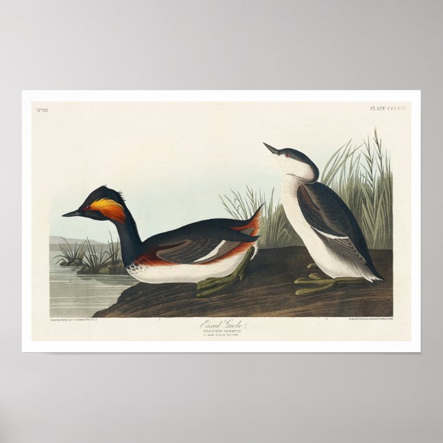 Póster Eared Grebe de Audubon Poster (Frente)