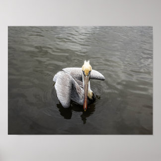 Póster East Coast Pelican (Matte)