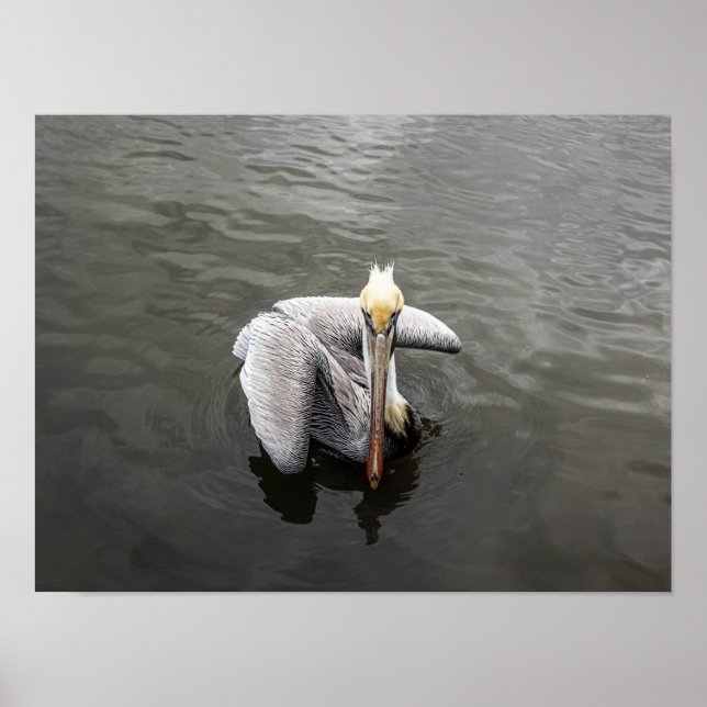 Póster East Coast Pelican (Matte) (Frente)