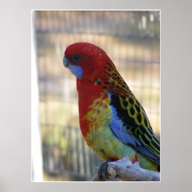 Póster East Rosella Parakeet (Frente)
